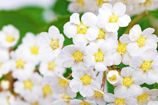 Hermoso arbusto de flores blancas Spirea aguta (corona de novias).