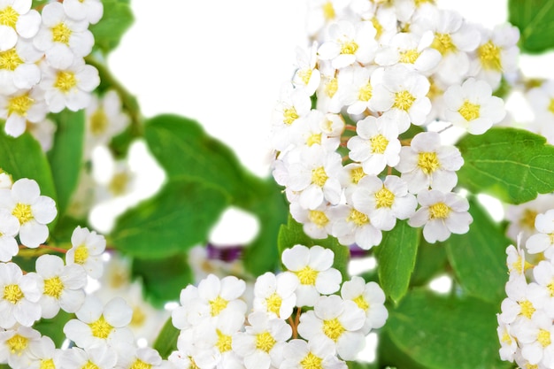 Hermoso arbusto de flores blancas Spirea aguta (corona de novias).