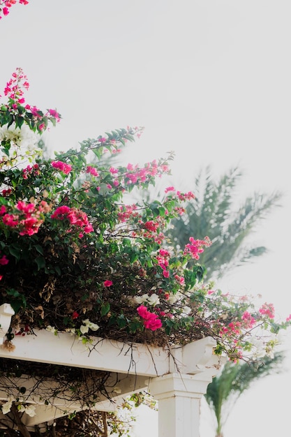 Hermoso arbusto de flores rosas en un arco