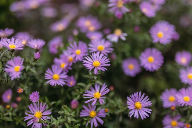 Hermoso arbusto de flores violetas