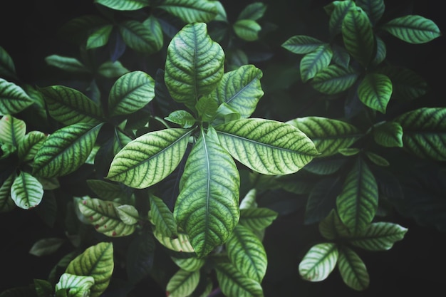 Hermoso arbusto de hoja verde en temporada de verano