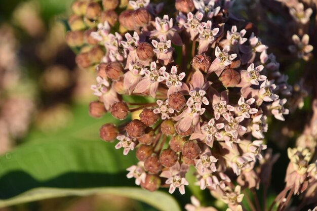 Foto hermoso arbusto de hortensias en ciernes cubierto de cogollos