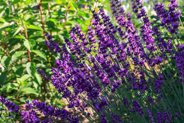 Hermoso arbusto de lavanda closeup Las flores de lavanda púrpura exudan un aroma agradable en un jardín de estilo provenzal Aceite esencial de lavanda