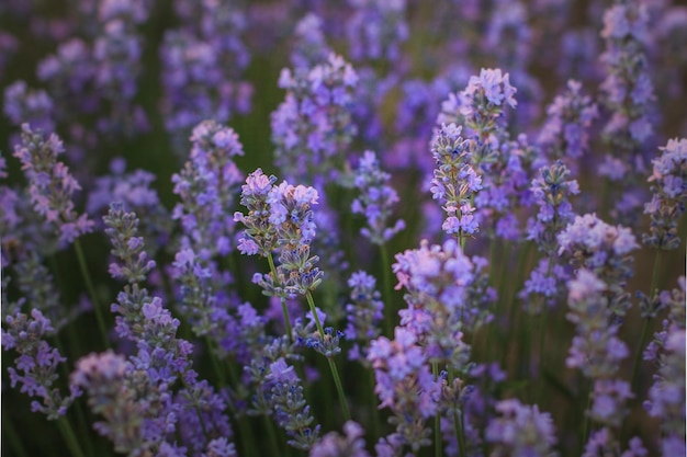 Un hermoso arbusto de primer plano de lavanda floreciente