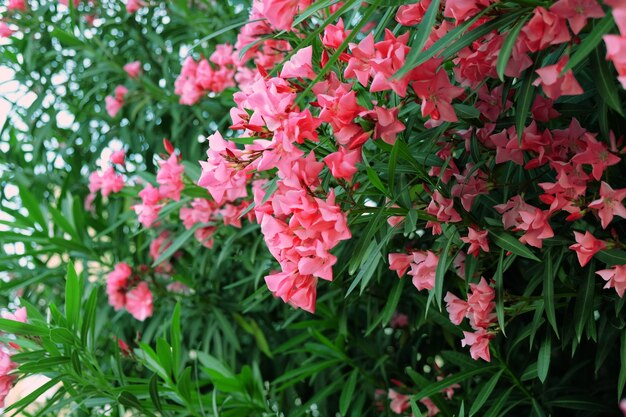 Hermoso arbusto rosa