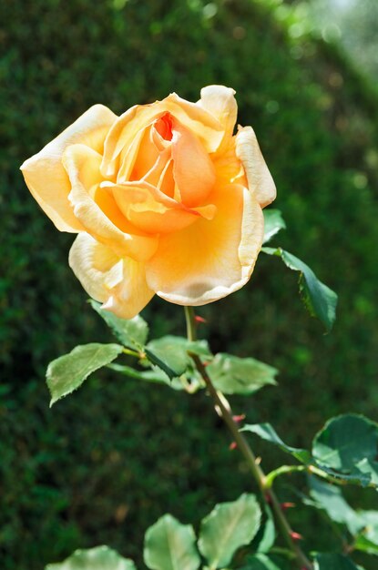 Hermoso arbusto de rosas amarillas en un jardín de primavera. Jardín de rosas.