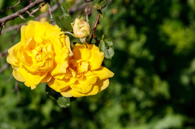 Hermoso arbusto de rosas amarillas en el jardín