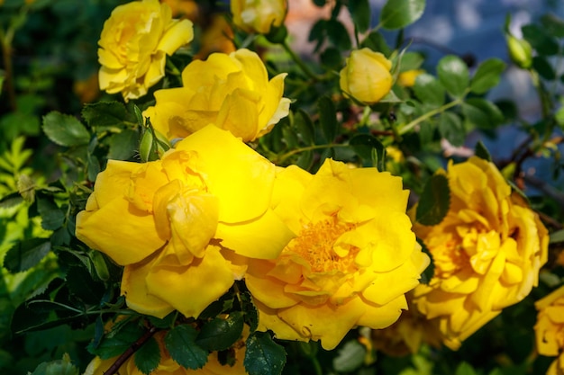 Hermoso arbusto de rosas amarillas en el jardín