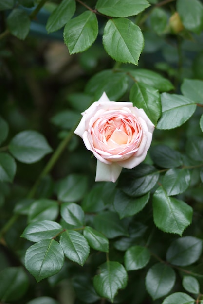 Hermoso arbusto de rosas rosadas en un jardín de primavera Primer plano de una flor rosa que florece al aire libre Rosa rosa en el jardín en un día soleado