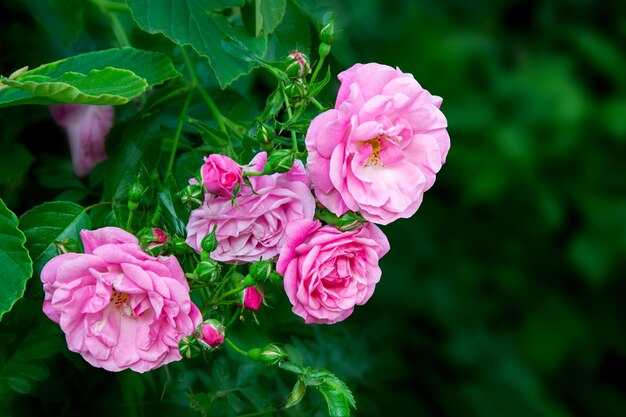 Hermoso arbusto de rosas en rosas de jardín para el día de san valentín primer plano de una rosa rosa en un verde oscuro