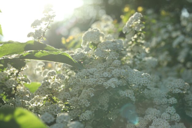 Hermoso arbusto de spiraea con flor blanca en un día soleado