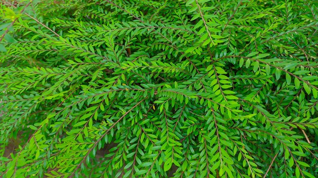 hermoso arbusto verde Phyllanthus minutiflora