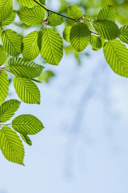 Foto hermoso y armonioso detalle del bosque, con hojas de carpe (carpinus betulus)