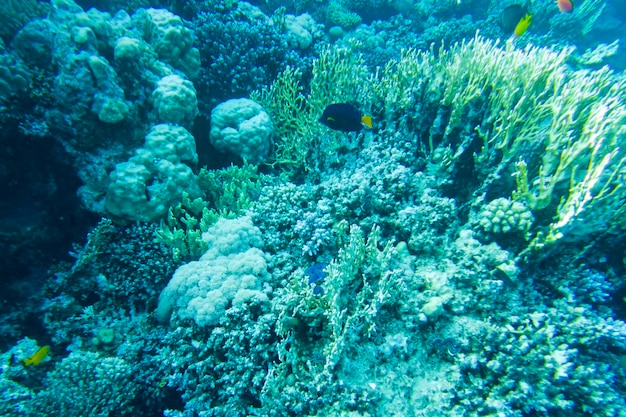 Hermoso arrecife de coral colorido en el mar rojo