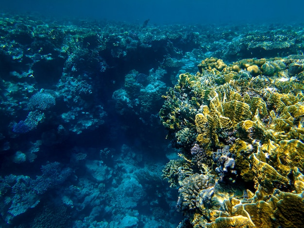 Hermoso arrecife de coral en el mar rojo