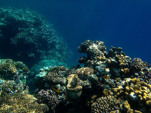 Hermoso arrecife de coral en el mar rojo