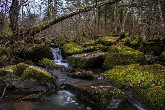 Un hermoso arroyo de montaña que fluye entre grandes rocas cubiertas de musgo en el bosque de taiga