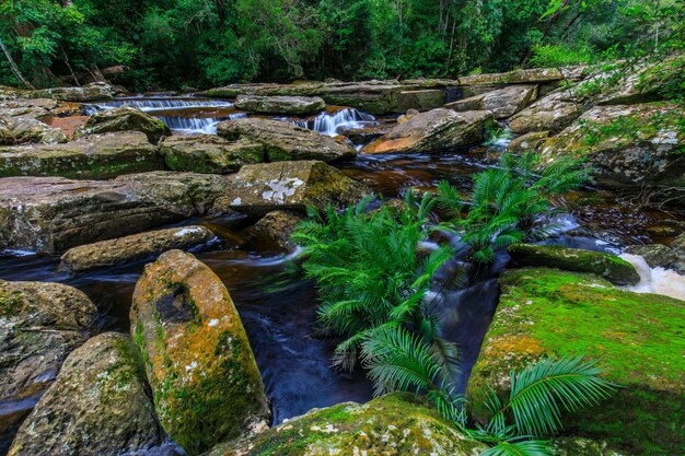 Hermoso arroyo en la selva.