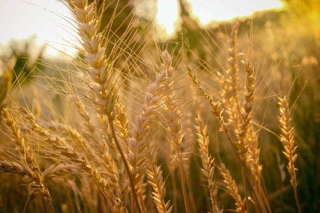 hermoso arroz de trigo dorado con luz solar en la granja