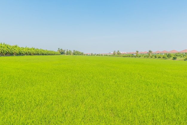 Hermoso arroz verde en el campo una vasta área