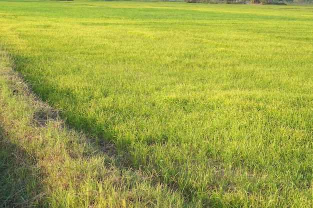 Hermoso arroz verde fuera de temporada para producir un precio alto