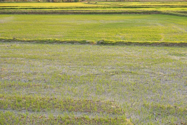 Hermoso arroz verde fuera de temporada para producir un precio alto