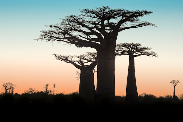 Hermoso atardecer Baobab Alley. Madagascar. África