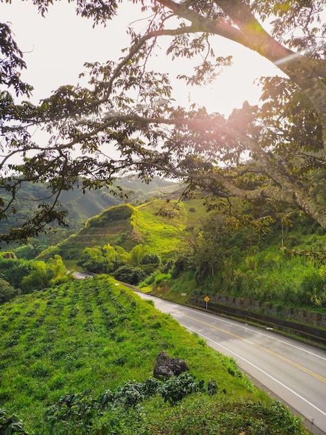 Foto hermoso atardecer en el eje cafetero colombiano. variante la romelia-el pollo