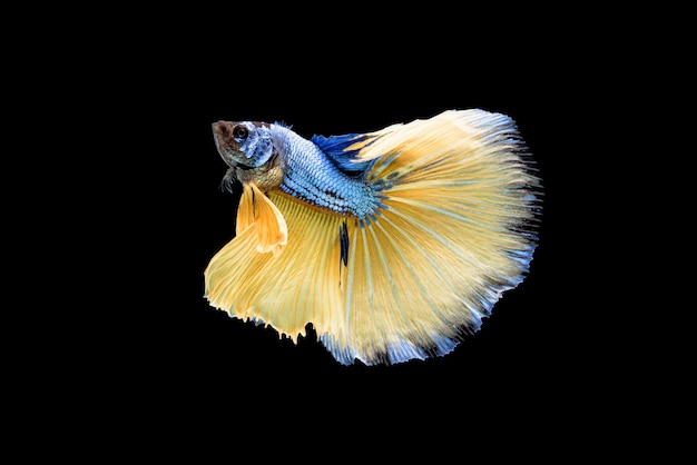 Foto hermoso azul y amarillo betta splendens, pez luchador siamés o pla-kad en peces populares tailandeses en acuario