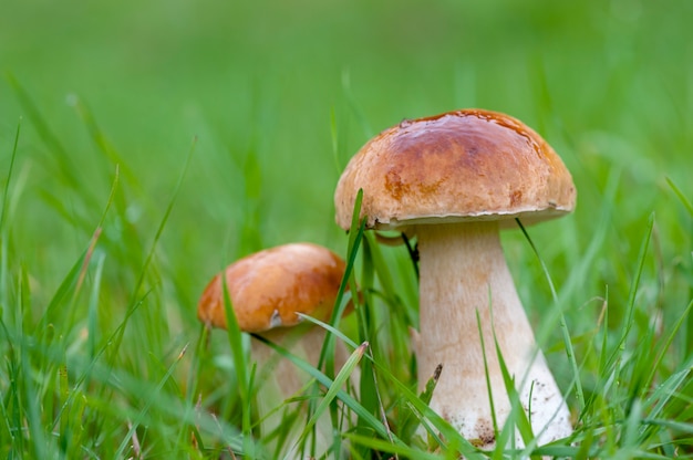 Hermoso banner de hongo boletus edulis en increíble musgo verde.