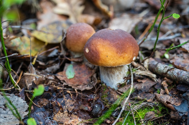 Hermoso banner de setas boletus edulis en bosque salvaje