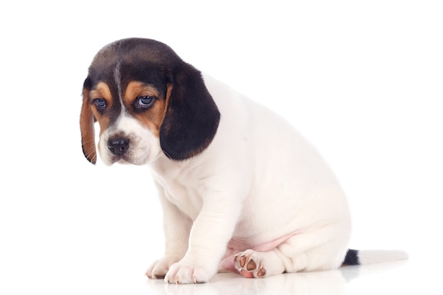 Hermoso beagle puppi marrón y negro