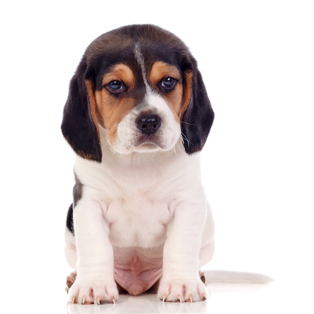 Hermoso beagle puppi marrón y negro