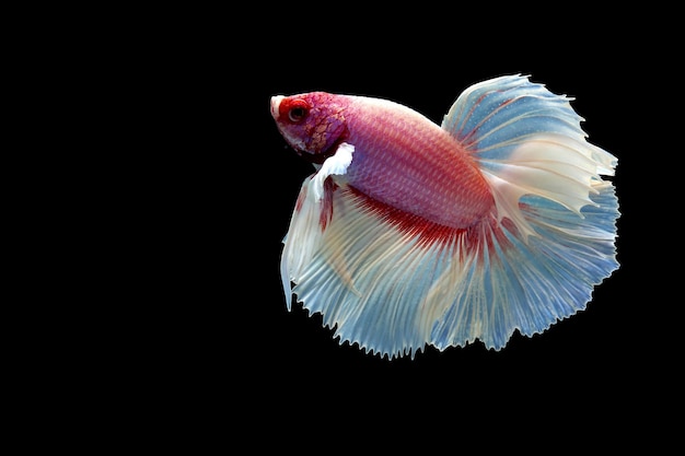 Hermoso betta de media luna de fantasía rosa