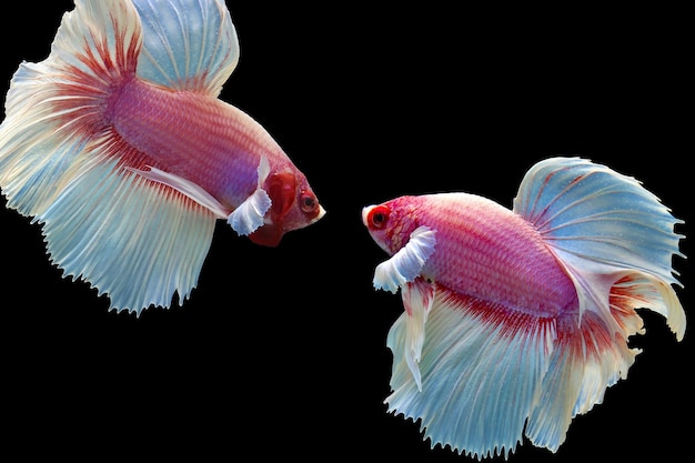 Hermoso betta de media luna de fantasía rosa