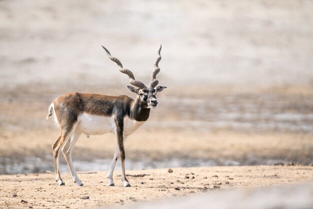 Un hermoso blackbuck