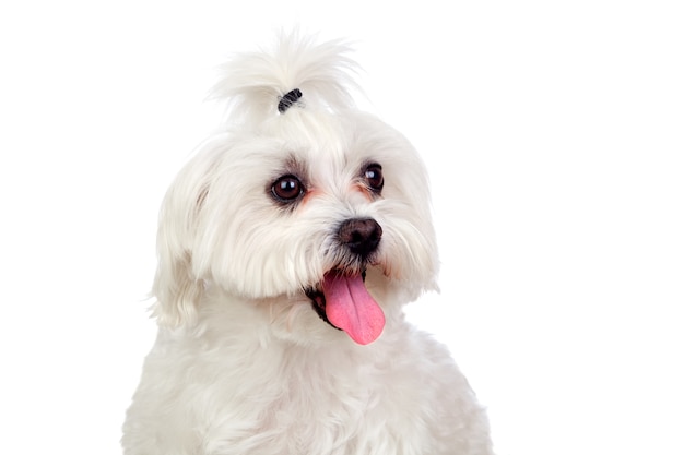 Hermoso blanco Bichon maltés