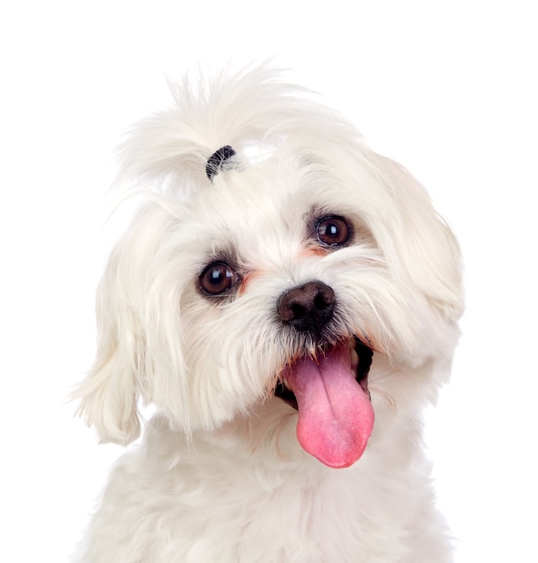 Hermoso blanco Bichon maltés