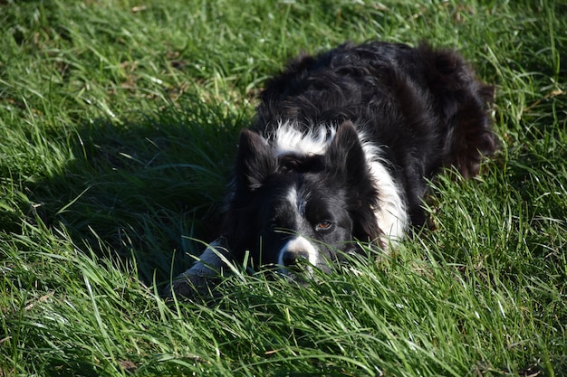 Hermoso Border Collie descansando en un pasto verde