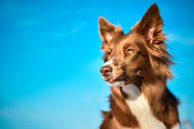 El hermoso border collie de perro marrón está a la espera de un fondo de cielo azul