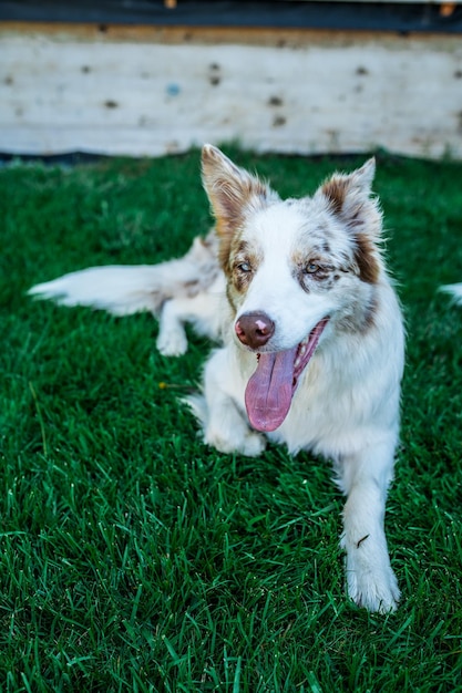 Hermoso border collie