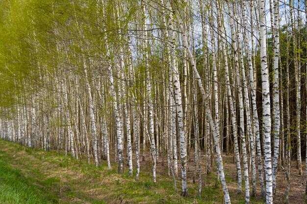 Foto hermoso bosque de abedules callejón con abedules jóvenes