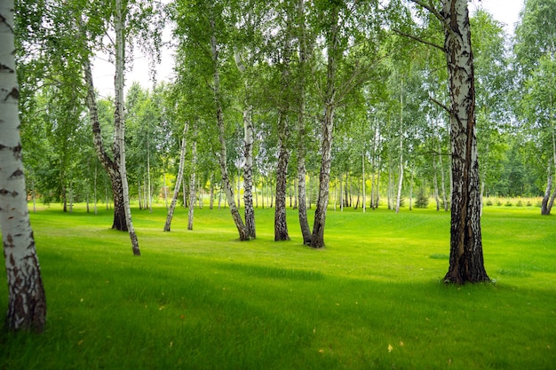 Hermoso bosque de abedules de verano en la luz del sol de la tarde