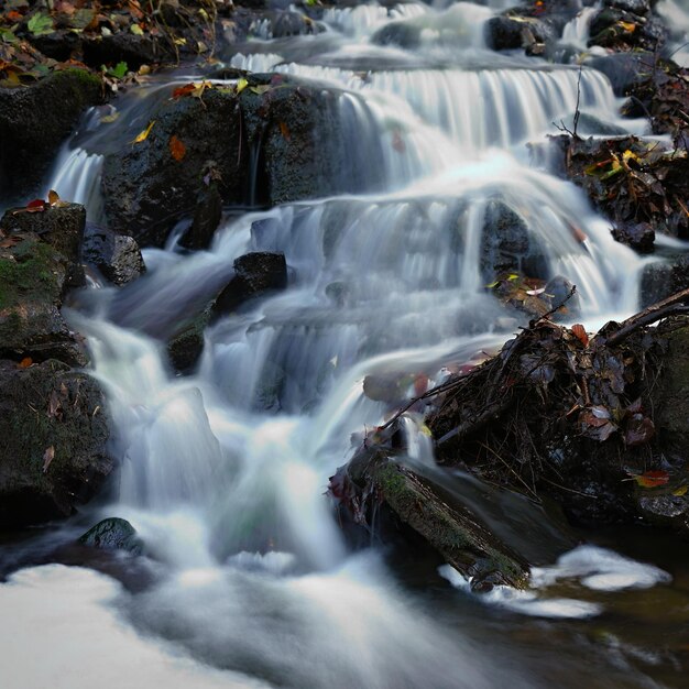 Hermoso bosque con agua que fluye en el arroyo Concepto de naturaleza y medio ambiente