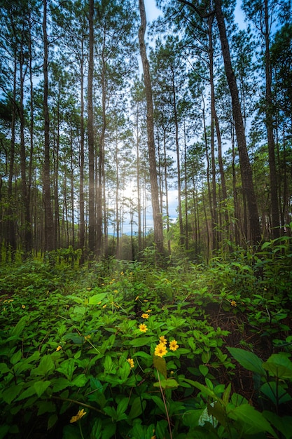 Hermoso bosque de alerces con diferentes árboles, bosque de pinos verde en la montaña en el sendero natural en Doi Bo Luang Forest Park, Chiang Mai, Tailandia por la mañana.