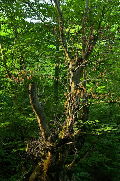 Hermoso bosque con árboles altos