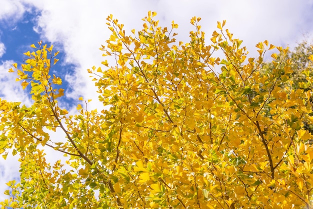 Hermoso bosque de árboles de ginkgo gingko biloba amarillo en la temporada de otoño en un día soleado con luz solar y estilo de vida de nube blanca de cielo azul