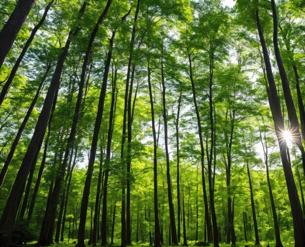 hermoso bosque con árboles y hojas verdes