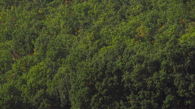 Hermoso bosque de cerca desde lejos