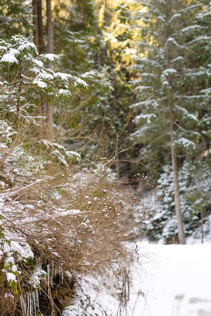 Hermoso bosque de coníferas verde invierno en las laderas de las montañas Recreación al aire libre en la temporada de invierno